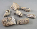 Agatized Petrified Wood 1pc Z057