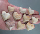 Squalicorax Shark Teeth