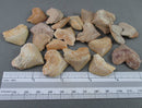 Squalicorax Shark Teeth 3pcs J031