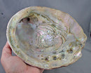 XXLarge Abalone Shell Smoke Cleansing Bowl 7.25" 1pc
