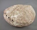 XXLarge Abalone Shell Smoke Cleansing Bowl 7.25" 1pc
