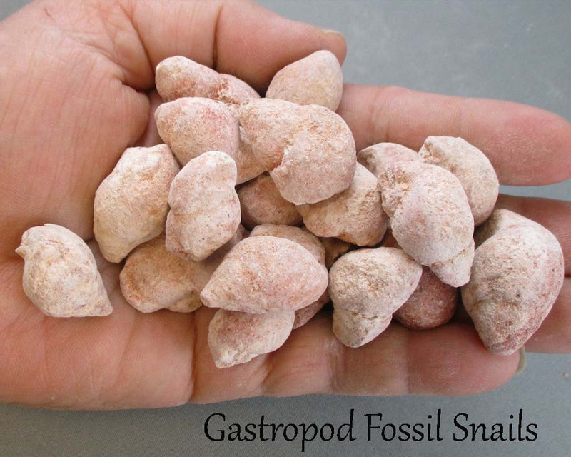 Bulk Fossil Pack 200 grams H143