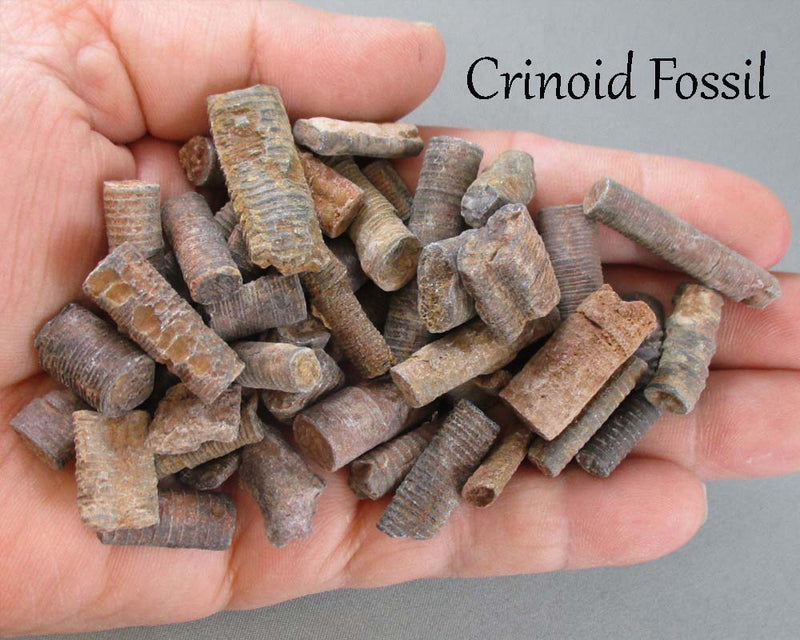 Bulk Fossil Pack 200 grams H143