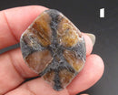 You Choose!  Chiastolite Polished Slice
