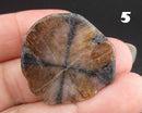 You Choose!  Chiastolite Polished Slice