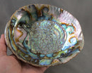 Large Abalone Shell Smoke Cleansing Bowl 6" 1pc