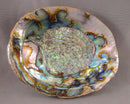 Large Abalone Shell Smoke Cleansing Bowl 6" 1pc