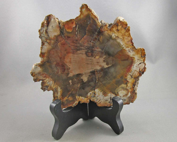 Petrified Wood Slice 1pc B052-3