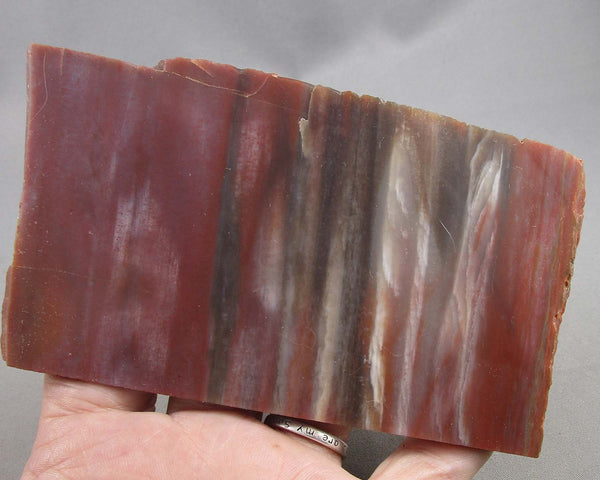 Rainbow Petrified Wood Slice (Arizona) 1pc B053-3