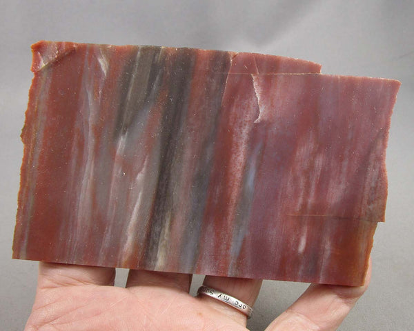 Rainbow Petrified Wood Slice (Arizona) 1pc B053-4