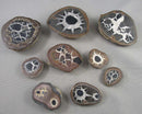 You Choose!  Septarian Dragonstone Geode!