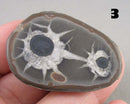 You Choose!  Septarian Dragonstone Geode!