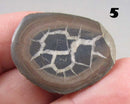You Choose!  Septarian Dragonstone Geode!