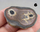 You Choose!  Septarian Dragonstone Geode!