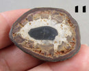 You Choose!  Septarian Dragonstone Geode!