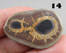 You Choose!  Septarian Dragonstone Geode!