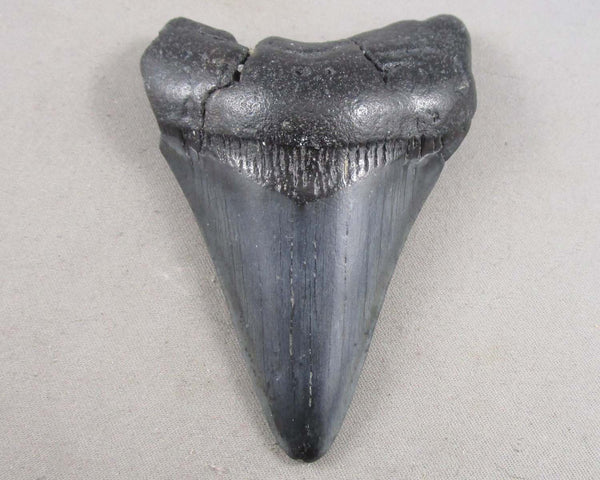 90% Complete Megalodon Shark Tooth Fossil 1pc B038-1