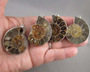 You Choose!  Ammonite Fossil Gemstone Pendants