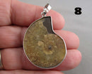 You Choose!  Ammonite Fossil Gemstone Pendants
