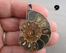 You Choose!  Ammonite Fossil Gemstone Pendants