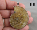 You Choose!  Ammonite Fossil Gemstone Pendants