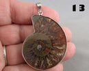 You Choose!  Ammonite Fossil Gemstone Pendants