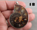 You Choose!  Ammonite Fossil Gemstone Pendants