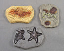 Fossil Replicas 1.25" x 1" 3pc H143