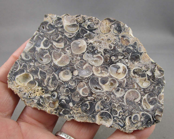 Turitella Agate Stone Slice 1pc B102-2