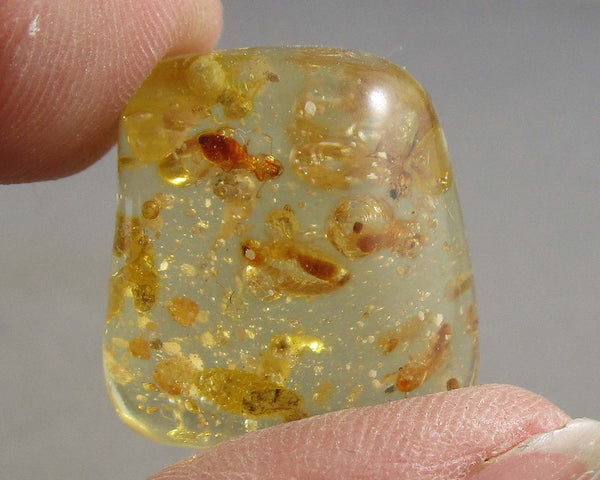 Polished Amber with Insects (Madagascar) 1pc B039-5