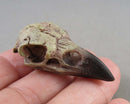 Raven Skull (Resin) 1pc Z141