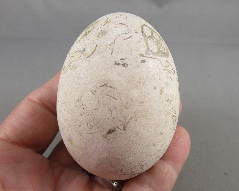 Fossil Stone Egg 1pc B052-3