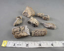 Agatized Petrified Wood 1pc Z057