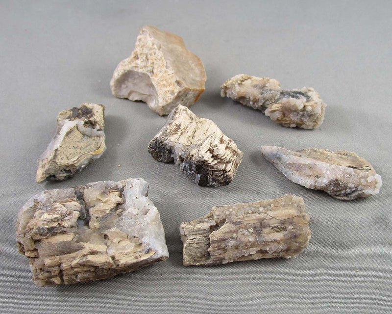 Agatized Petrified Wood 1pc Z057