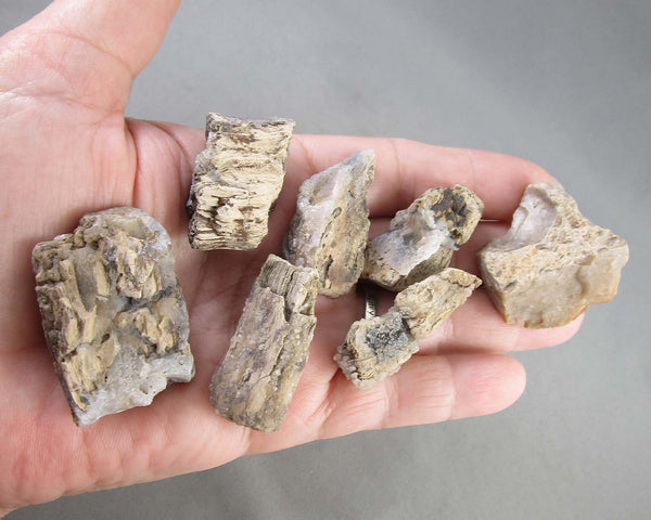 Agatized Petrified Wood 1pc Z057