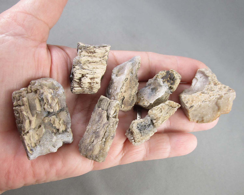 Agatized Petrified Wood 1pc Z057