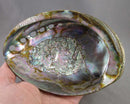 XLarge Abalone Shell with Polished Back Smoke Cleansing Bowl 6"