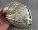 XLarge Abalone Shell with Polished Back Smoke Cleansing Bowl 6"