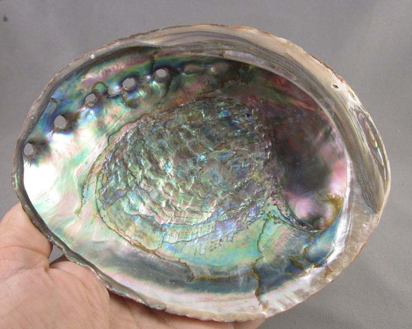 Large Abalone Shell Smoke Cleansing Bowl 6" 1pc