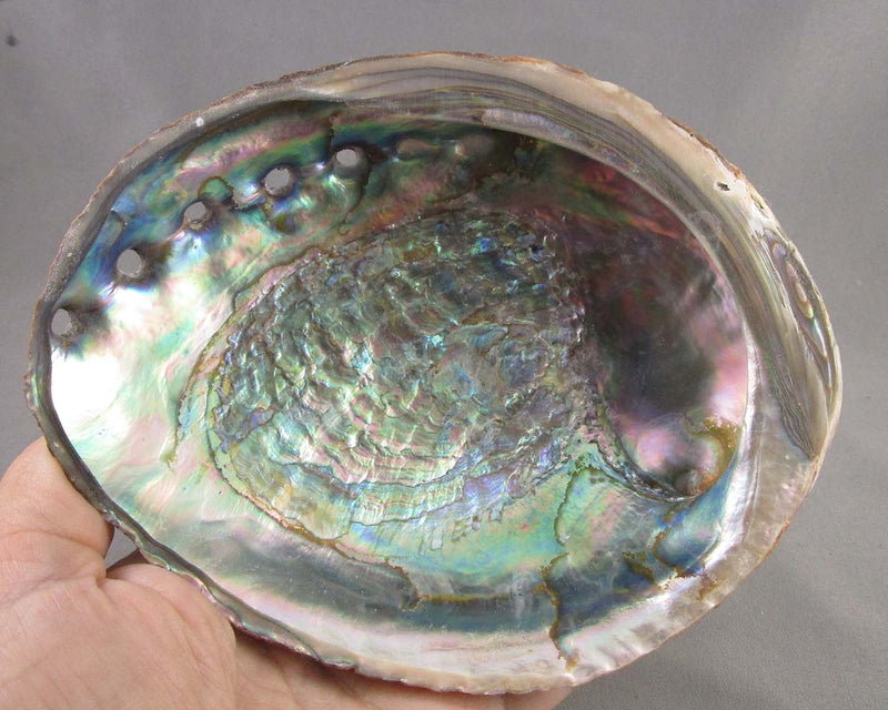 Large Abalone Shell Smoke Cleansing Bowl 6" 1pc