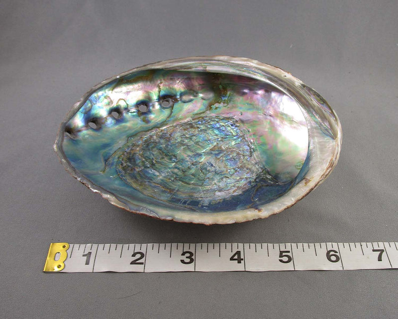 Large Abalone Shell Smoke Cleansing Bowl 6" 1pc