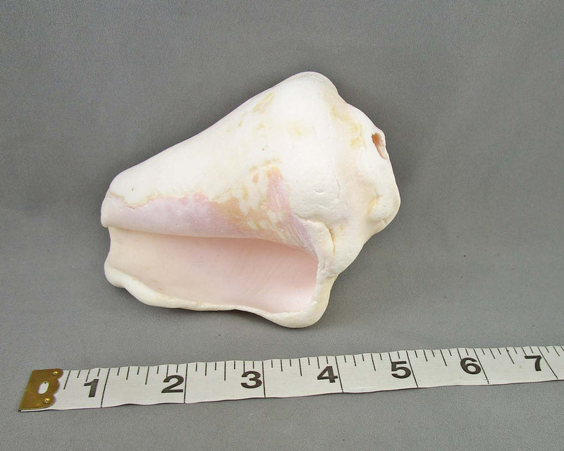 Conch Shell (Vintage)