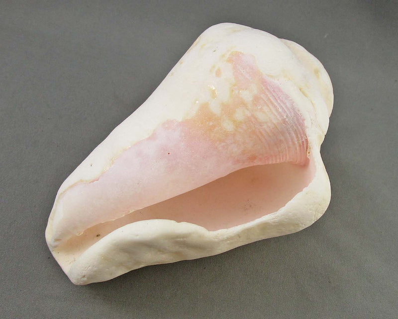 Conch Shell (Vintage)