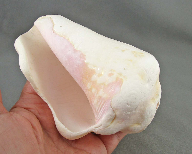 Conch Shell (Vintage)