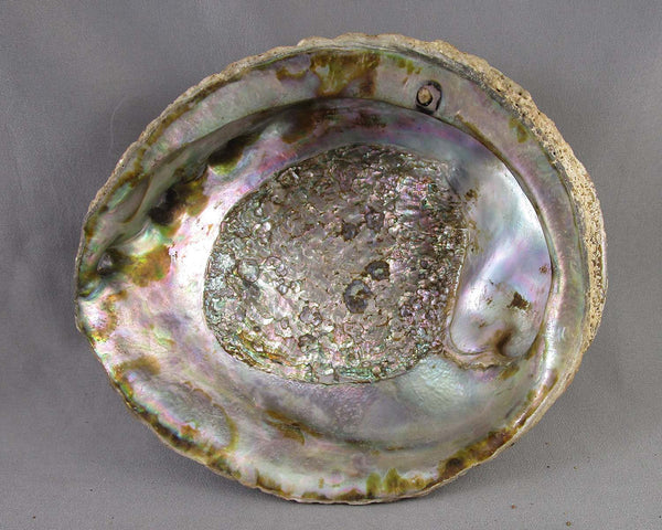 Large Abalone Shell Smoke Cleansing Bowl 5.5" 1pc