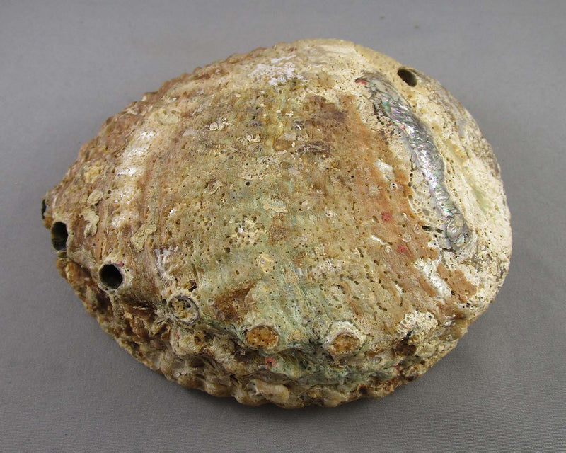 Large Abalone Shell Smoke Cleansing Bowl 5.5" 1pc