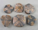 You Choose!  Chiastolite Polished Slice