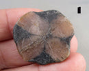 You Choose!  Chiastolite Polished Slice