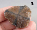 You Choose!  Chiastolite Polished Slice