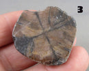 You Choose!  Chiastolite Polished Slice